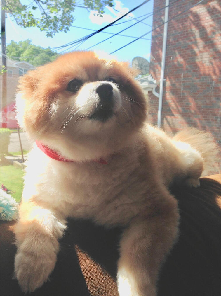 dog pooper scooper lebanon pa