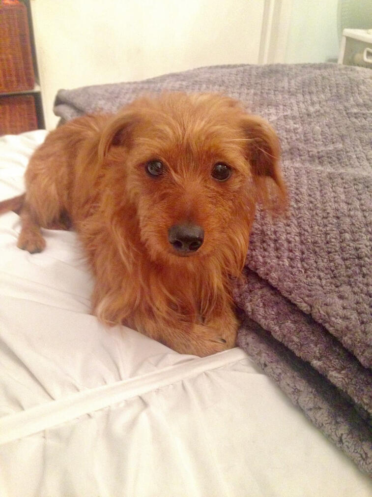 dog waste removal lebanon pa